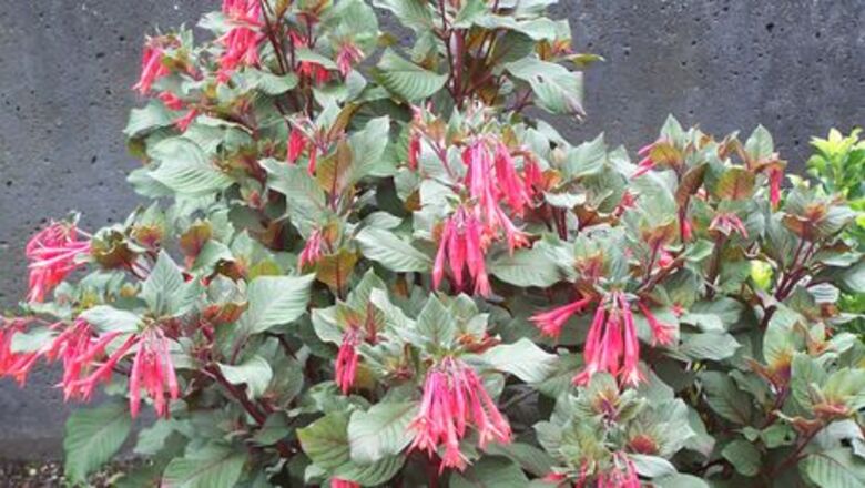 How to Grow Fuchsia