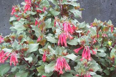 How to Grow Fuchsia