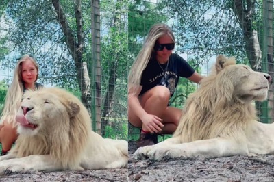 Giant White Lion And Caretaker Share Unlikely Bond In Viral Video