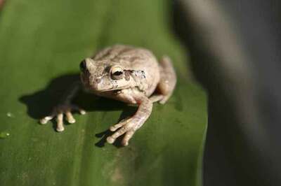 Where is My Juliet? World's 'Loneliest Frog' Looks for a Mate to Save his Species