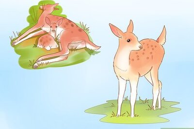How to Bottle Feed an Orphaned Fawn