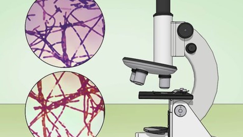 How to Identify Bacteria