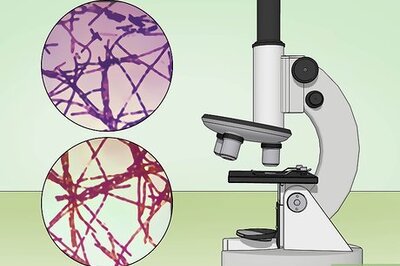 How to Identify Bacteria