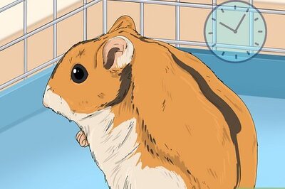 The Best Ways to Bond with Your Hamster