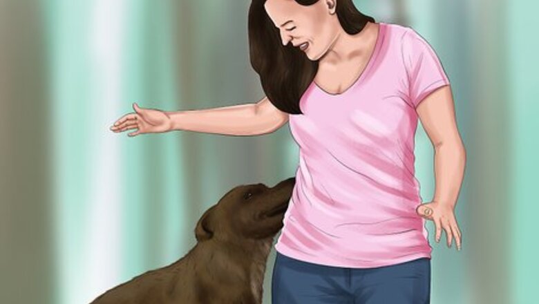How to Find the Cause of Aggression in Older Dogs