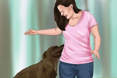 How to Find the Cause of Aggression in Older Dogs