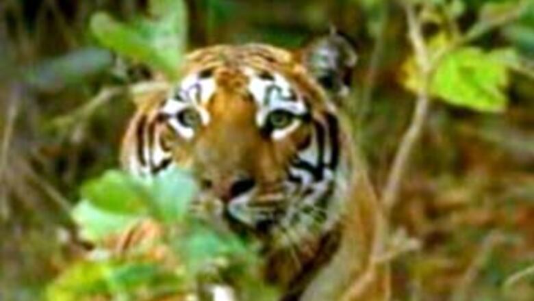 Tigress found dead in Jim Corbett Park