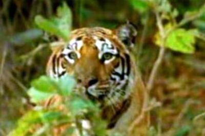 Tigress found dead in Jim Corbett Park