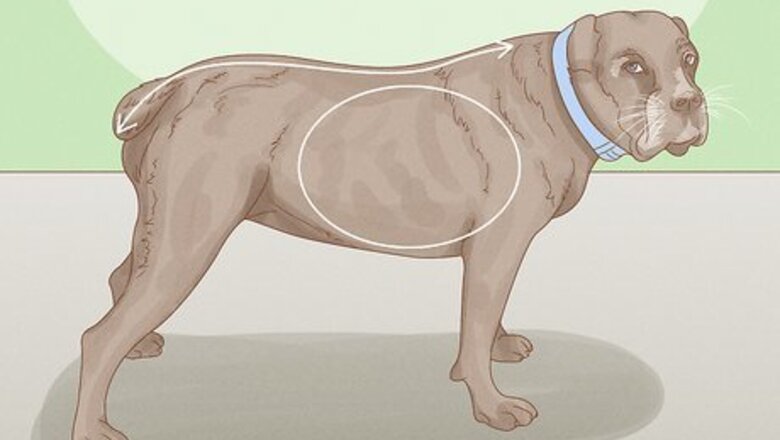 How to Get Your Dog to Lose 10 Pounds