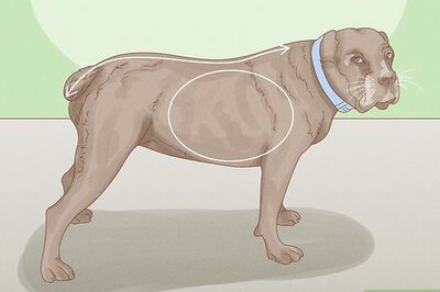 How to Get Your Dog to Lose 10 Pounds