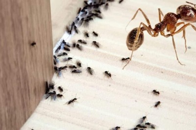 Lemony, Chocolaty To Sour Coconut, A Look At Different Ants And Their Unique Smells