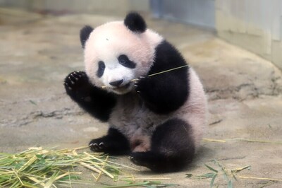Baby Panda Xiang Xiang Makes Public Debut in Japanese Zoo