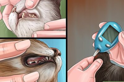 How to Deal with Feline Pica