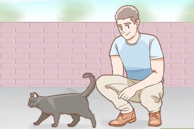 How to Determine the Sex of a Cat