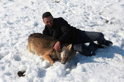 Kosovo Farmer Names One of His Wolves Trump
