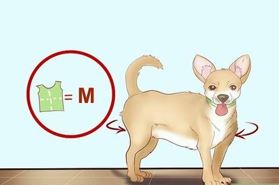 How to Find a Dog Halloween Costume Online