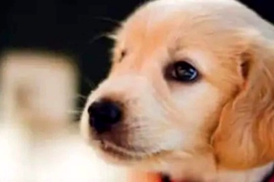 Here's How to Ease Your Pet's Anxiety