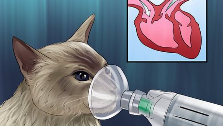 How to Take Care of a Javanese Cat