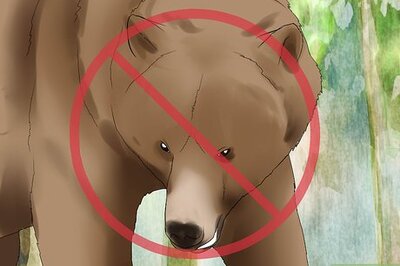 How to Approach an Injured Animal