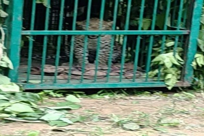 In Andhra Pradesh’s Nandyal, Leopards On The Loose Create Terror Among Locals