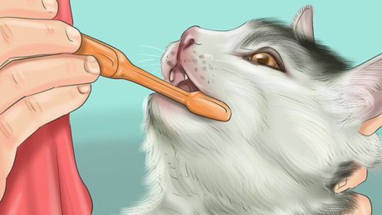 How to Deal with Tooth Resorption in Cats
