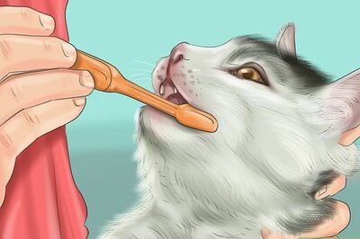 How to Deal with Tooth Resorption in Cats