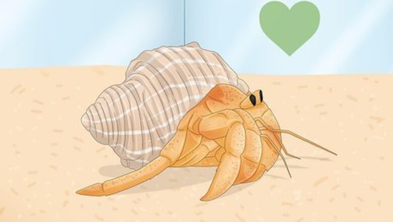 How to Buy a Pet Hermit Crab