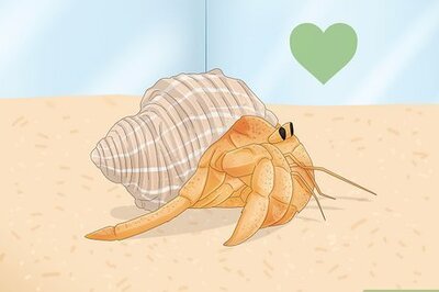 How to Buy a Pet Hermit Crab