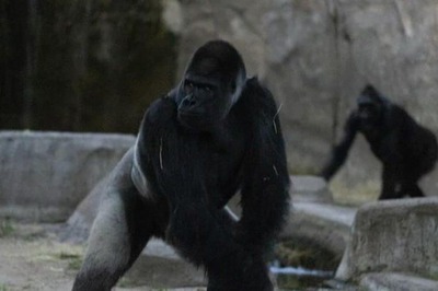 Texas Zoo Researchers Record 'Unusual' Animal Behaviour During Solar Eclipse