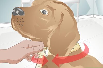 How to Make a Dog Collar