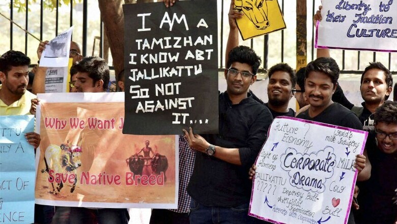 Jallikattu: Riding on Ordinance, Bull-taming Sport Makes Bloody Return in TN; Protesters Stand Ground