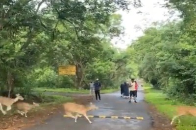 Even Deer In Mumbai Have No Time To Pause And We Have Proof