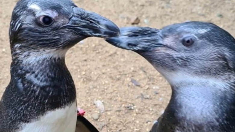 Extraordinary Friendship Between Two Penguins Is Making Social Media ‘Emotional’
