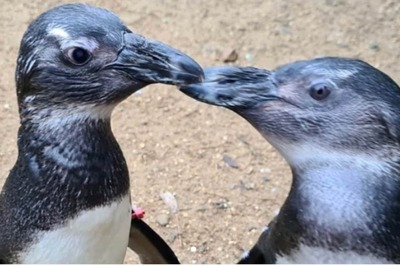 Extraordinary Friendship Between Two Penguins Is Making Social Media ‘Emotional’