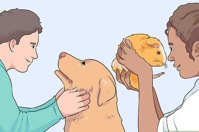 How to Make a Pet Love You