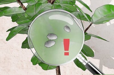 How to Control Mealybugs on Indoor Plants