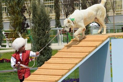 Turkmenistan Observes New Holiday Honoring The Alabay Dog