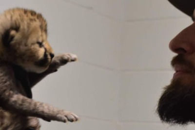 Watch: Cheetah Cub Finds New Home At Cincinnati Zoo, Internet Is Happy