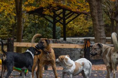 MCD to Come Up with Plan to Make Delhi Free of Stray Animals: Mayor Shelly Oberoi