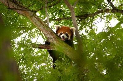 Missing red panda found safe in Columbus Zoo