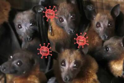 Understanding Bat Immune System May Help Identify New Covid-19 Drug Targets, Says Scientists
