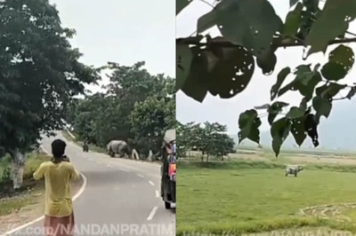 Assam Biker Mauled To Death By Rhino Near Pobitora Wildlife Sanctuary | On Cam