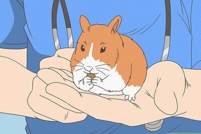 How to Look After Your Sick Guinea Pig