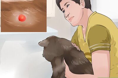 How to Diagnose and Treat Blood Blisters in Cats