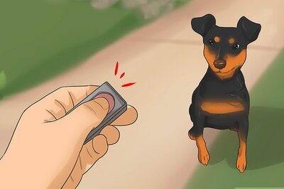 How to Train a Miniature Pinscher