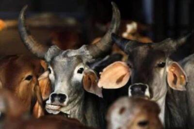 First Case Under Anti-cow Slaughter Act Registered, Says Karnataka Minister