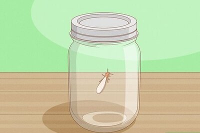 How to Identify a Termite