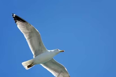 Seagull Attacks UK Pensioner Outside Supermarket, Steals A Block Of Cheese