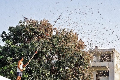 Around a Dozen UP Districts Including Agra, Mathura and Shamli Put on 'Locust' Alert
