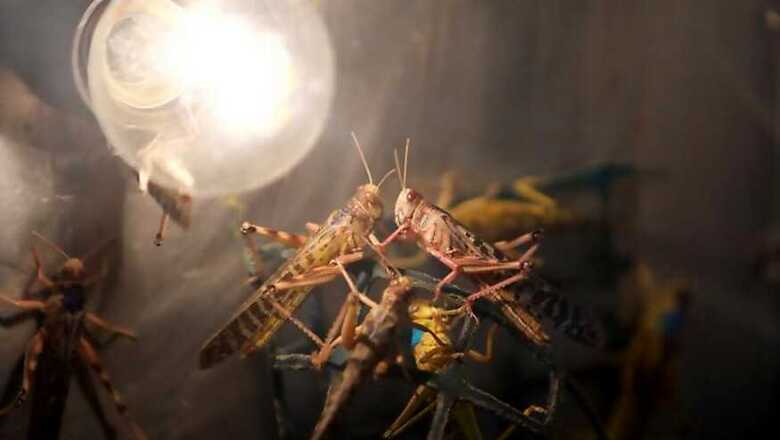 India, Pakistan Join Hands to Contain Locust Outbreak in Rajasthan's Border Districts